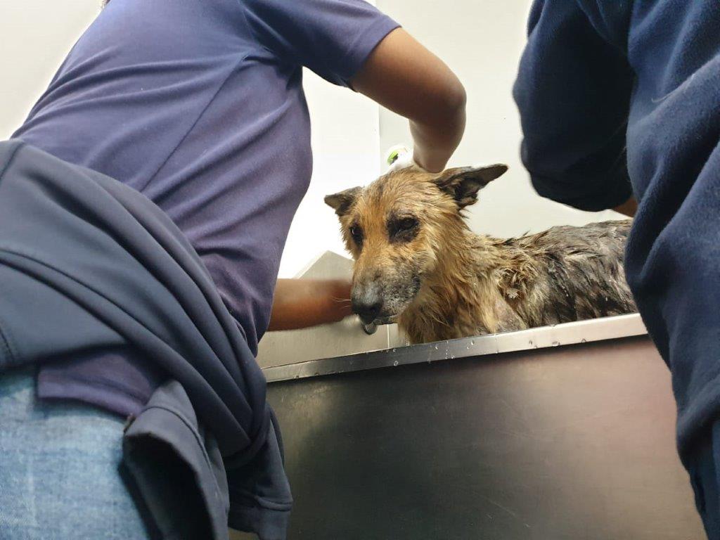 Courage agora está em tratamento para se fortalecer. Foto: Reprodução/SPCA