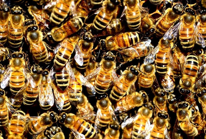 Dados do Departamento de Agricultura dos Estados Unidos (USDA) revelam que 70% de todas as culturas agrícolas são polinizados por abelhas. Estima-se que grande parte dos alimentos consumidos pelos seres humanos são produtos do processo de polinização desses insetos. Reprodução: Flipar