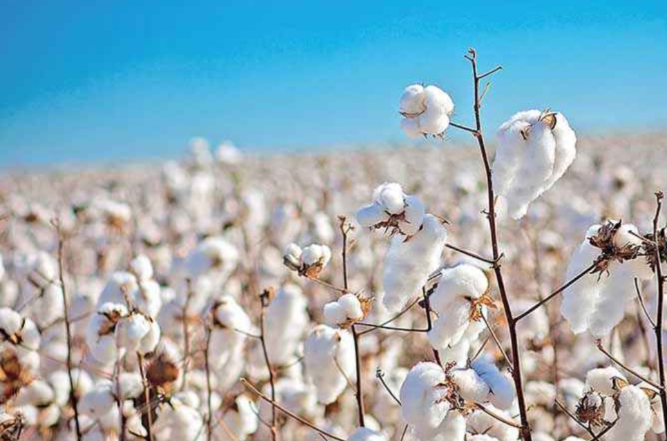 A colheita começa em junho no estado de Mato Grosso, que responde por 73% da produção de algodão no Brasil.   Reprodução: Flipar