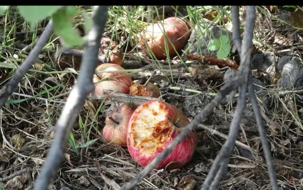 O animal  se tornou uma praga invadindo casas e destruindo pertences dos moradores. É comem frutas fermentadas e bebem cerveja deixada na rua. Tanta gente queria perseguir os animais que o Senado proibiu a caça e mandou que as pessoas não deixassem lixo espalhado. Reprodução: Flipar