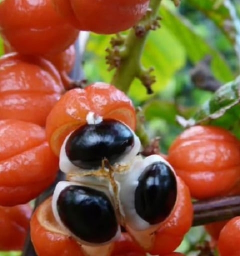 Originário da região amazônica, o guaraná é uma planta que tem se adaptado e se espalhado por outras regiões do Brasil, especialmente na Bahia e no Amazonas, mas também em países vizinhos como Venezuela, Colômbia e Peru. Reprodução: Flipar