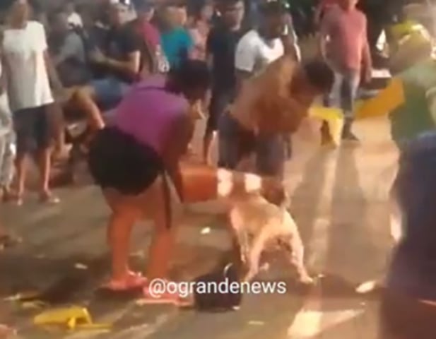 Em 6/6/2022, um pitbull só parou de atacar um outro cachorro em São Miguel do Guamá, no Pará, quando recebeu golpes na cabeça. Populares fizeram isso para salvar o cão ferido.  Reprodução: Flipar