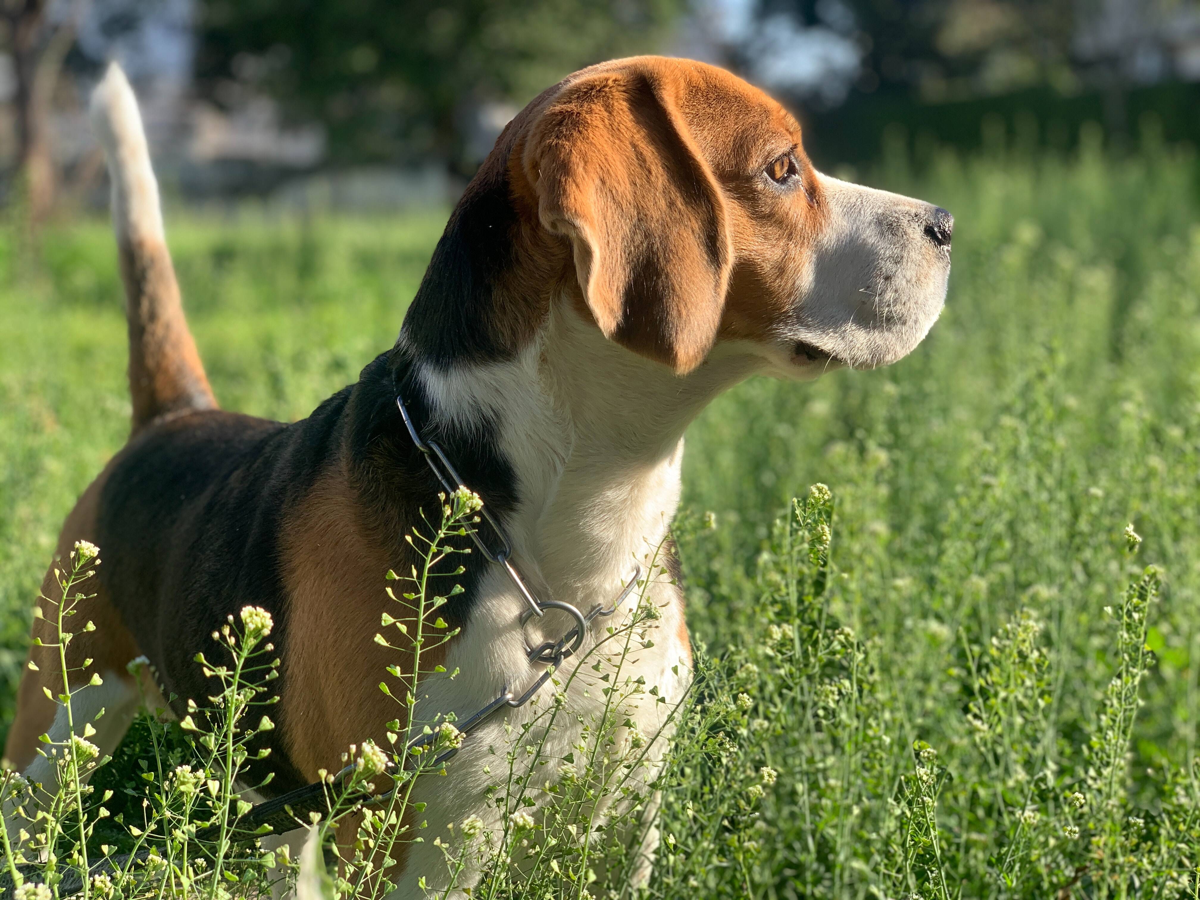 O Beagle adora explorar e seguir rastros, por isso é importante que vivam em quintais mudados. Foto: Jaspal Kahlon/Unsplash