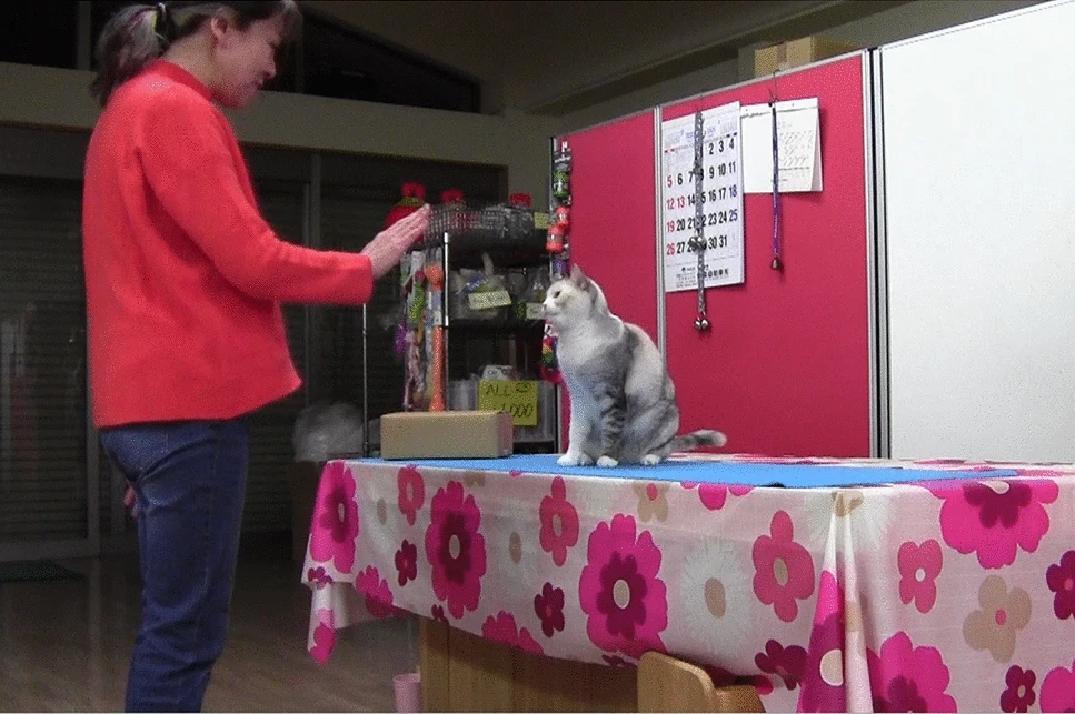 A treinadora Fumi Higaki aparece ensinando novos truques para uma gata, usando somente movimentos repetidos para que o animal entenda o que fazer. Foto: Reprodução/Youtube