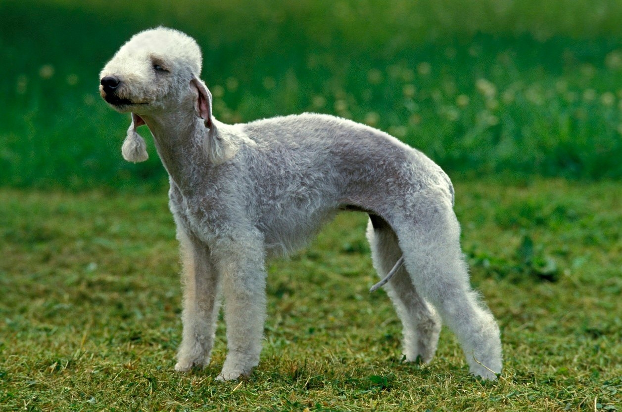 Ele não é tão popular, mas o Bedlington Terrier, ainda que bem agitado, é muito carinhoso e adora ficar no colo de seus donos. Reprodução: Flipar
