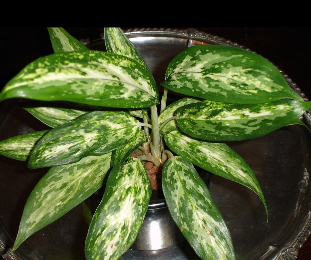 A Aglaonema (Aglaonema spp.) possui folhas variegadas, com combinações de verde, prata e até vermelho, o que a torna uma planta de folhagem muito chamativa. Nativa do Sudeste Asiático, ela é comumente cultivada em interiores, especialmente em locais sombreados, devido à sua resistência e aparência vibrante. Reprodução: Flipar