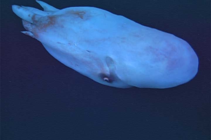 O registro apoia descobertas anteriores, como uma de 2017, que sugeriu que o polvo-bolha se alimenta de organismos gelatinosos e pode até usar os ferrões de suas vítimas como auxílio na caça.  Reprodução: Flipar