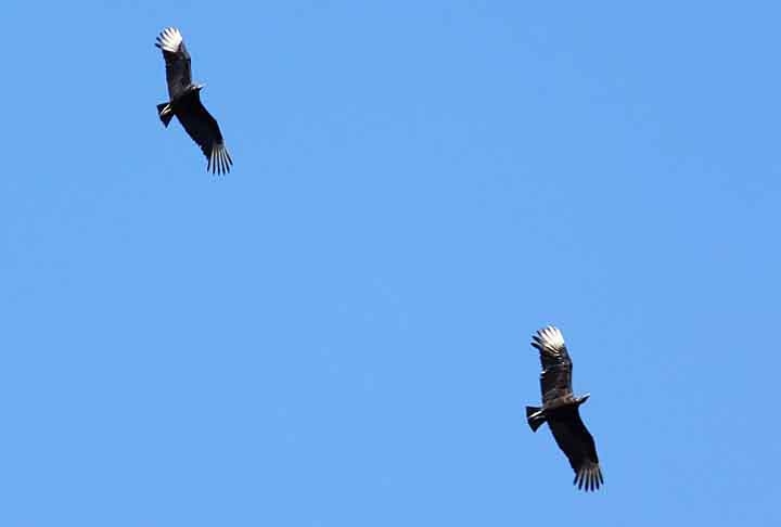 O&nbsp;urubu&nbsp;é uma&nbsp;ave&nbsp;acipitriforme&nbsp;da&nbsp;família&nbsp;dos&nbsp;catartídeos&nbsp;(Cathartidae). Elas são habitantes de&nbsp;zonas tropicais e semitropicais, desde o México à Argentina. Além disso, estão presentes em todo território brasileiro, sendo um animal comum e bem conhecido no país. Reprodução: Flipar