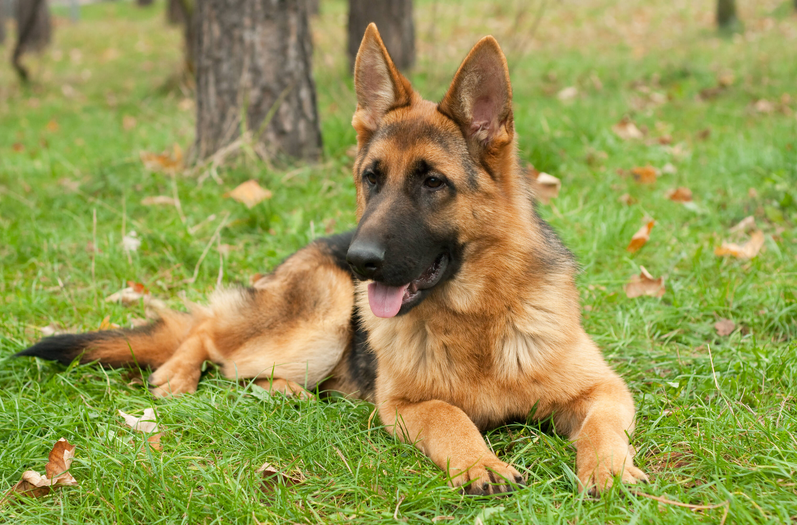 É muito importante conhecer os tipos de pelos de cachorro para saber como cuidar. Foto: reprodução shutterstock