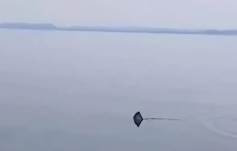 Um pescador flagrou o que seria um tubarão se deslocando pelas águas da Baía de Guanabara, no Rio de Janeiro, no dia 8/12. Ele fez o registro em vídeo e a postagem viralizou nas redes sociais. Internautas expressaram espanto com a possível presença dessa espécie de animal no local. 
