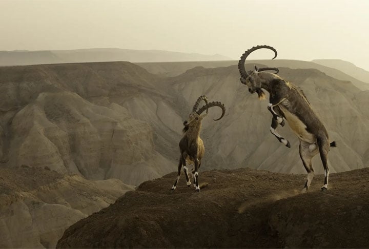 Categoria “Animais em seu habitat” - Ao chegar no topo de um penhasco, Amit Eshel testemunhou um confronto dramático entre dois íbex Deserto de Zin, em Israel.