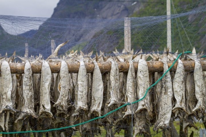 Segundo a BBC, ao longo do século 14 a Marinha lusitana descobriu que o processo de conservação por salga e secagem estenderia a durabilidade do bacalhau por anos nos porões dos navios. Reprodução: Flipar