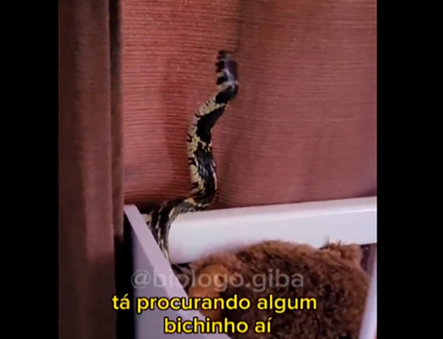 Trata-se da caninana. A  cobra invadiu a casa, entrou no cômodo onde a mãe estava com a criança e subiu na cama. Reprodução: Flipar