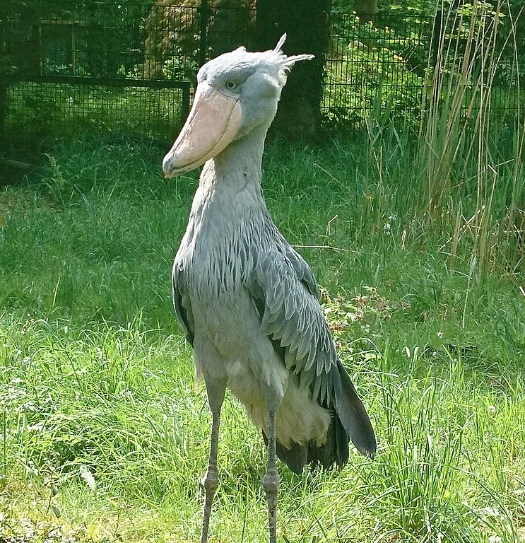 No entanto, elas também podem caçar presas maiores, como enguias, cobras e até filhotes de crocodilo, conforme relatado no Journal of African Ornithology.





 Reprodução: Flipar