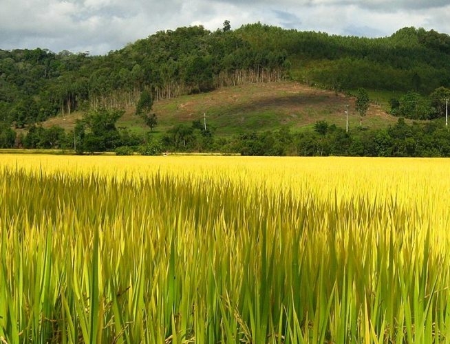 A agricultura é a principal atividade econômica da Guiana Francesa e os principais produtos agrícolas são arroz, banana, cana-de-açúcar e café. Reprodução: Flipar