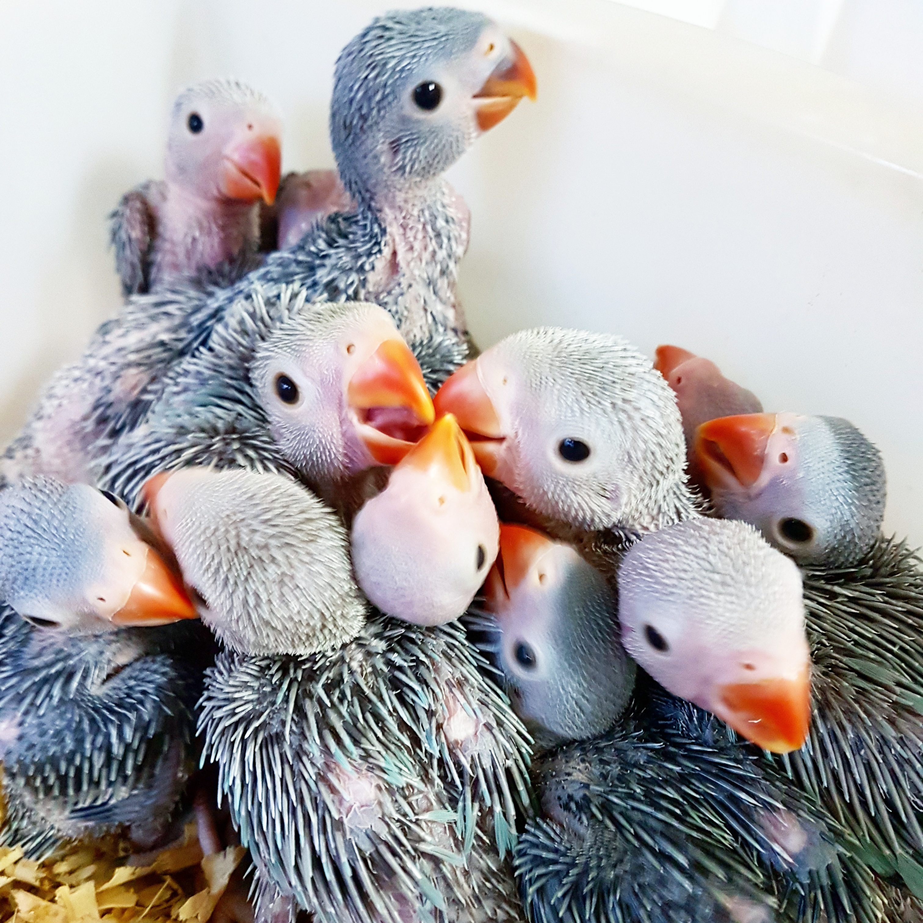 Um criatório deve ter uma maternidade para aves recém-nascidas . Foto: Criadouro Horizonte/Divulgação