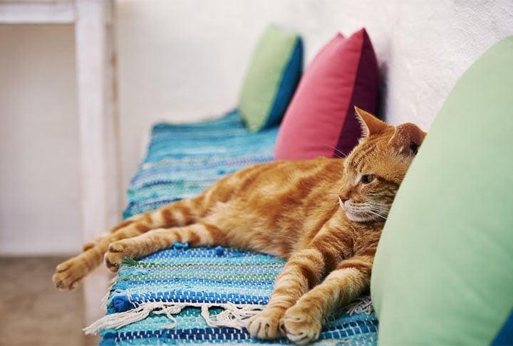 GATO - Mesma situação dos cachorros. Os pelos podem provocar alergia e, neste caso, é importante procurar o médico. Reprodução: Flipar
