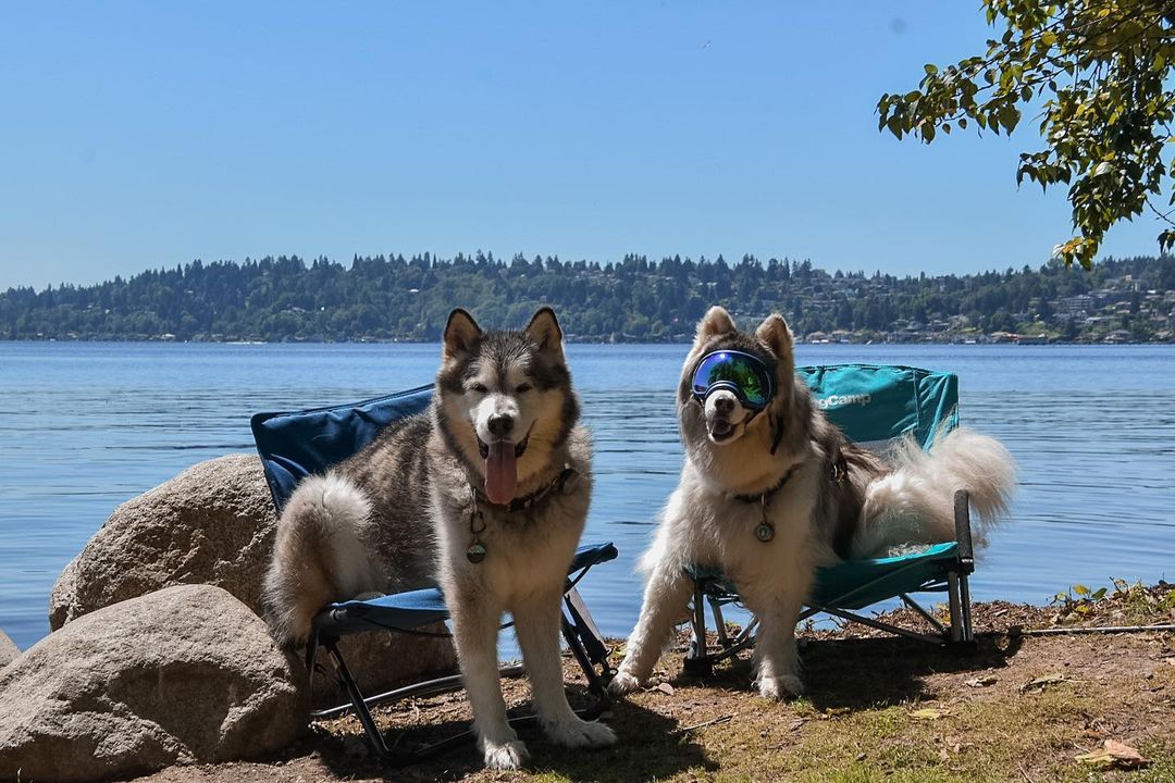 Sterling e Walker são cães aventureiros. Foto: Reprodução/Instagram