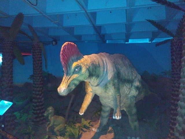 Corythosaurus (Corythosaurus casuarius) - Como curiosidade, vamos lembrar também de uma espécie extinta.  Esse dinossauro viveu na América do Norte durante o período Cretáceo. Habitava áreas florestais próximas a rios. Sua expectativa de vida é desconhecida, mas fósseis sugerem que podia viver várias décadas.
 Reprodução: Flipar