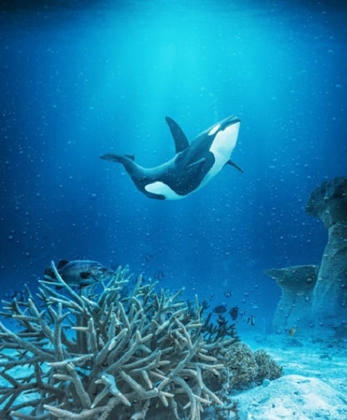 Além de Portugal, esse problema também vem ocorrendo na Espanha. O instituto Orca Atlântica revelou que houve um aumento das atividades das orcas no Estreito de Gibraltar.  Reprodução: Flipar