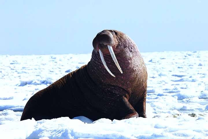 Morsa - Habita as águas geladas do Ártico e subárctico, em regiões da Rússia, Canadá, Noruega e Alasca.  Reprodução: Flipar