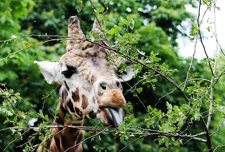 Se passa apenas dez minutos dormindo ao dia, as girafas têm tempo de sobra para outras atividades. Mas elas preferem uma em especial: comer, já que passam entre 16 e 20 horas por dia se alimentando. Reprodução: Flipar