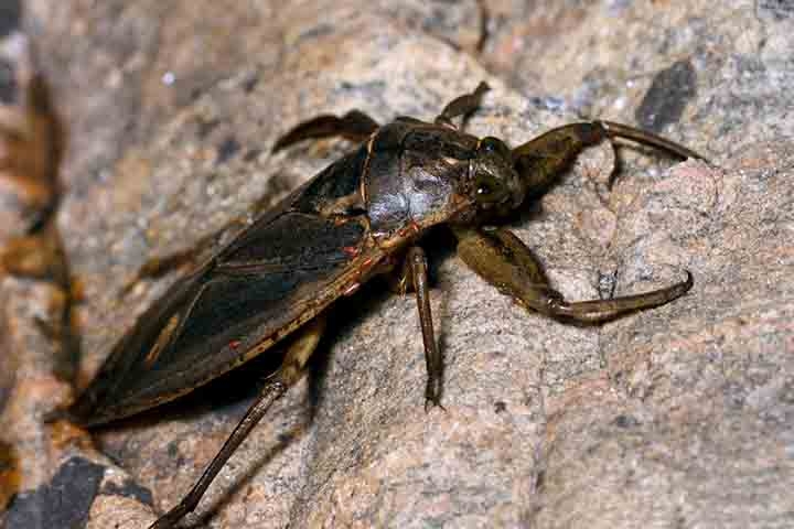 A barata gigante aquática é um predador de emboscada. Ela se esconde entre folhas submersas e detritos, aguardando pacientemente o momento ideal para atacar. Reprodução: Flipar