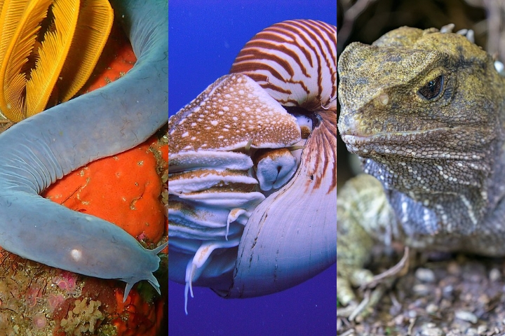 Alguns animais que existem atualmente podem ser considerados verdadeiros “dinossauros vivos” porque suas linhagens remontam a centenas de milhões de anos. Veja alguns exemplos! Reprodução: Flipar