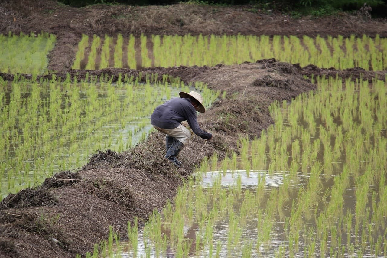A indústria brasileira anunciou a compra de arroz da Tailândia, um dos maiores produtores do grão no mundo e o segundo maior exportador (depois da Índia).  Reprodução: Flipar