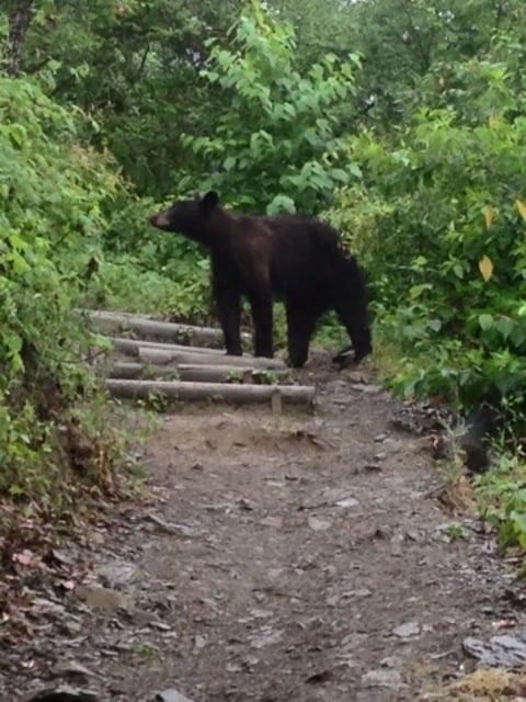 Essa região tem ursos-negros espalhados, pois trata-se do habitat natural dessa espécie.  Reprodução: Flipar