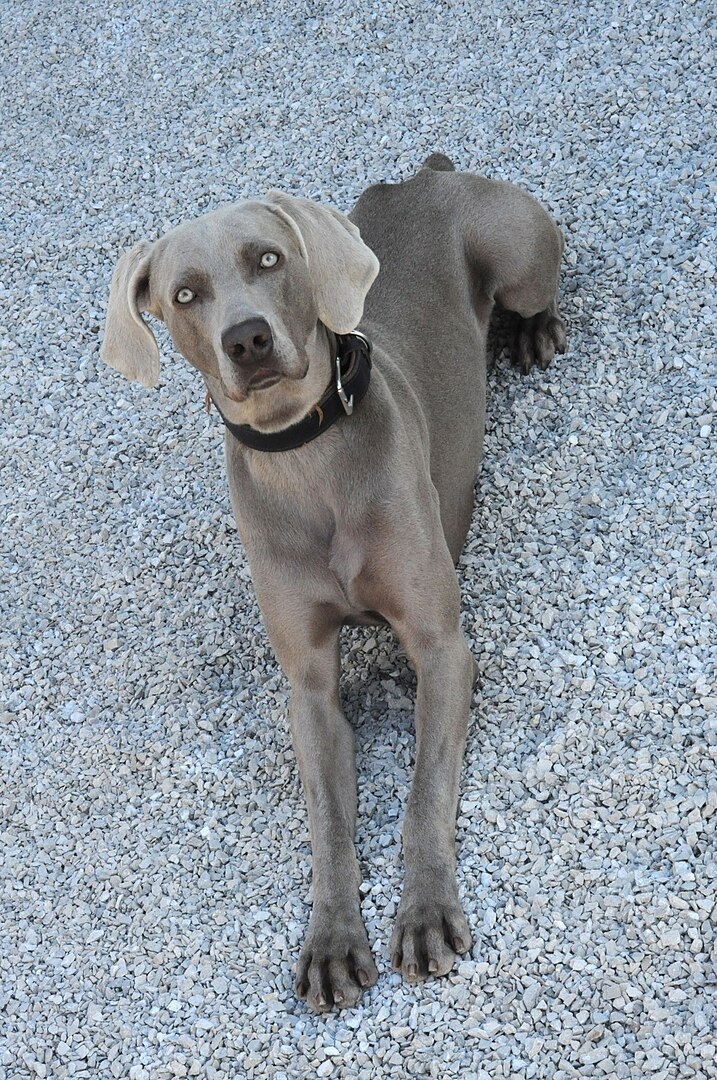 A raça Weimaraner é um animal que pode atingir 40 quilos em condições normais. Com pelagem que varia entre cinza-rato, cinza-corça e cinza-prateado,  possui duas variedades: pelo longo e pelo curto. É uma raça elegante. Reprodução: Flipar