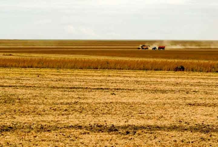 Entre 1985 e 2022, o desmatamento para agropecuária cresceu 50% no país, com o Cerrado sendo o bioma com maior área agrícola, destacando-se o plantio de soja no Brasil. Reprodução: Flipar
