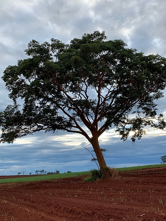 Garapeira - Árvore da Amazônia, da Caatinga e do Cerrado. Também chamada de Barajuba, Jataí e Gema-de-Ovo.  Reprodução: Flipar