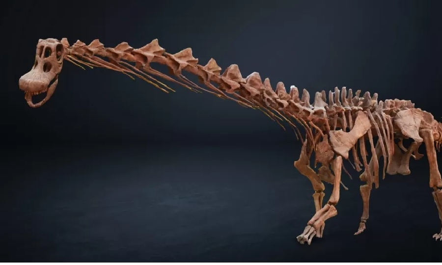 Os estudos apontam que era um dinossauro pequeno, com altura entre 70 e 90 cm.  Em virtude da grande distância entre suas pegadas encontradas, os cientistas deduzem que era um réptil muito veloz que corria pelas dunas daquele período.  Reprodução: Flipar