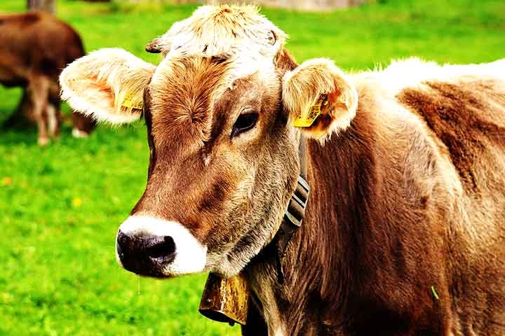 Sino de Vaca ou Animal – Feito de metal ou madeira, é preso ao pescoço de vacas, cabras ou ovelhas para facilitar a localização dos animais. O som varia conforme o formato e o material do sino. Reprodução: Flipar