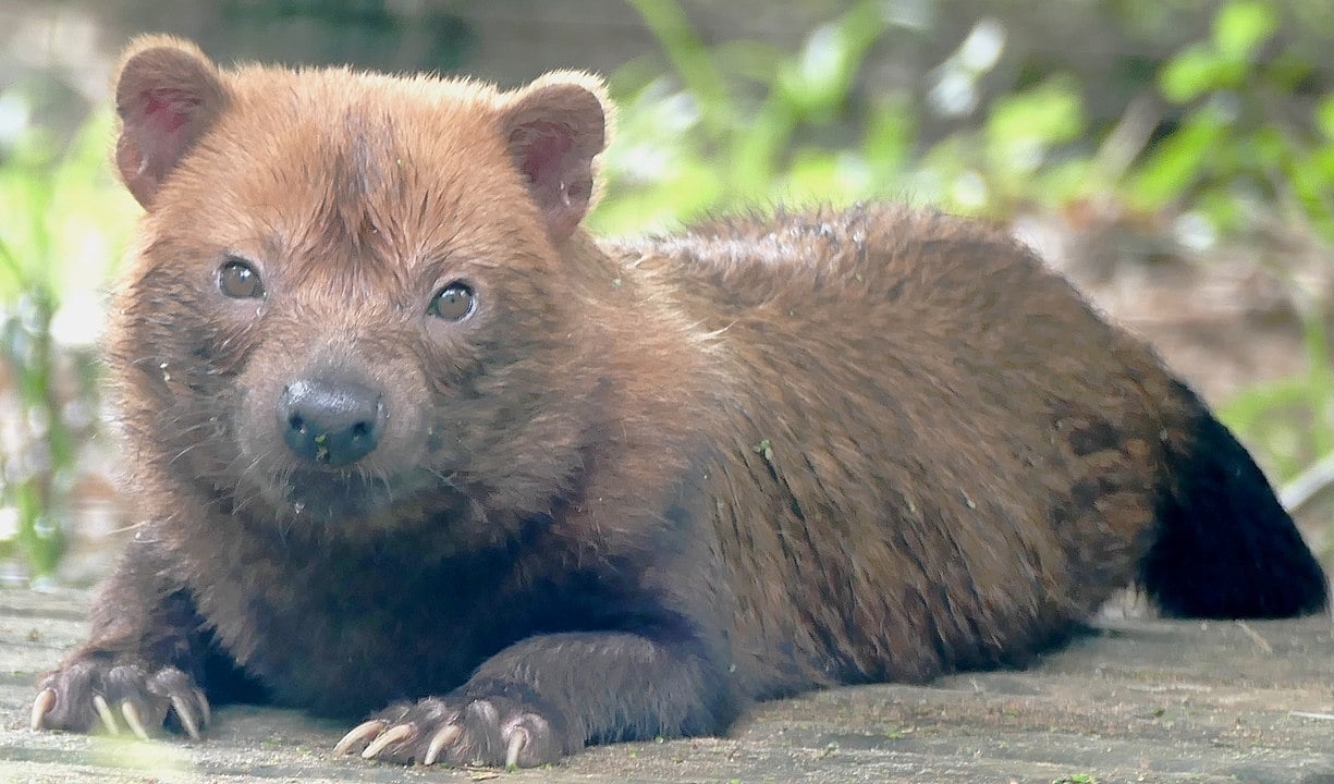 Segundo especialistas, esta espécie é considerada rara, pois tem poucos indivíduos na natureza: estima-se que apenas 2 a cada 100 km². Reprodução: Flipar