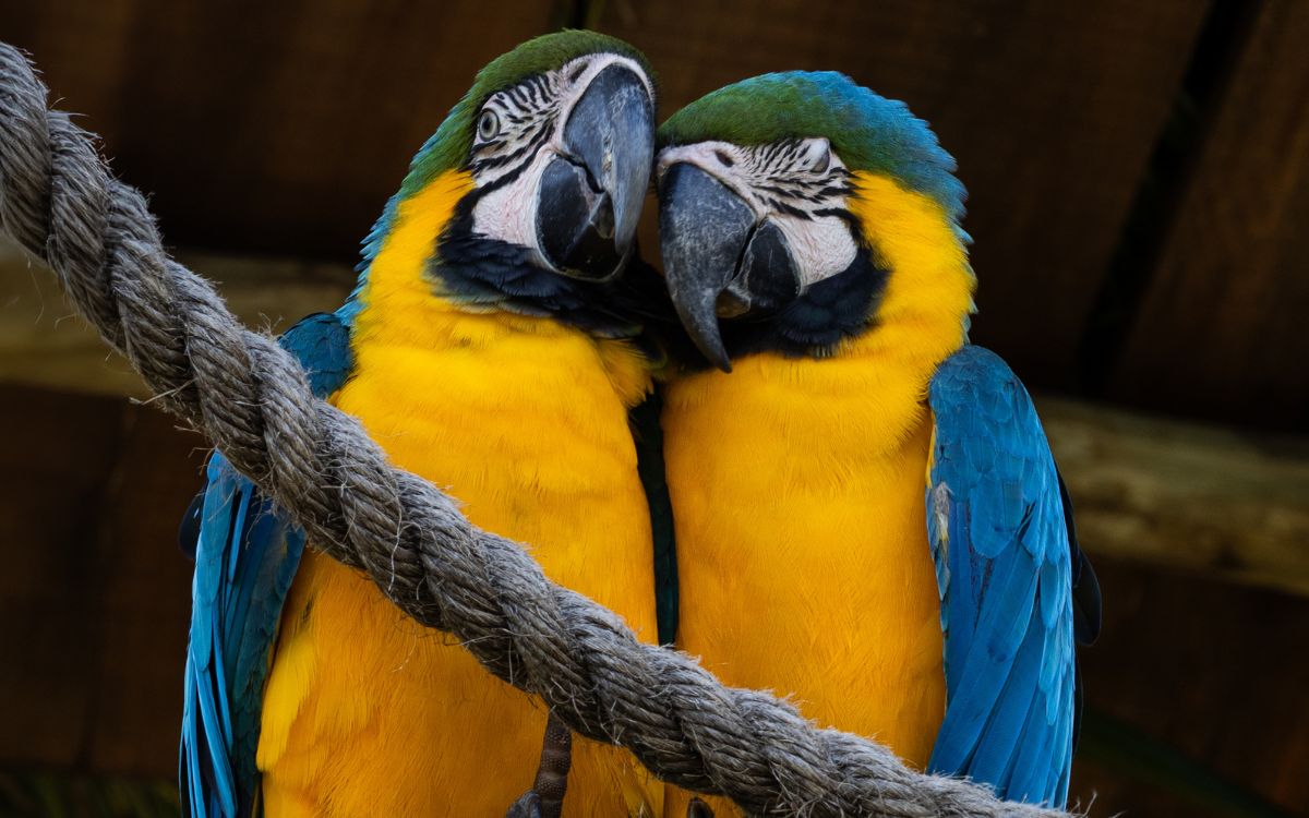 Araras-canindés voltam à Floresta da Tijuca após dois séculos de extinção. Foto: Divulgação/Flavia Zagury