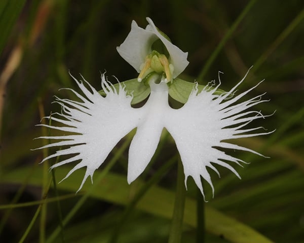 Orquídea Garça - Tem um formato que lembra a ave branca. Originária de planícies úmidas no Japão, Coreia e China, em altitudes acima de 500m. Está ameaçada de extinção porque muitos terrenos foram tomados por plantação de arroz ou pela urbanização.  Reprodução: Flipar