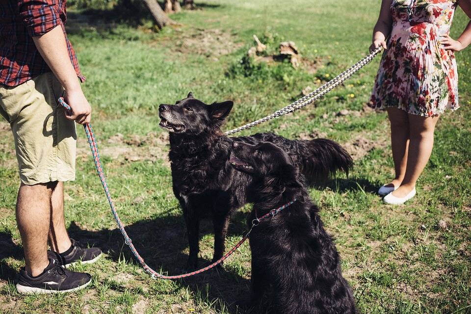 A educação do cão é uma ótima maneira de estimulação mental. Treinar comandos básicos e participar de aulas de obediência não apenas desafia a sua mente, mas também fortalece a conexão com o tutor. Ensinar novos truques ao animal também é uma boa opção.  freestocks-photos/Pixabay