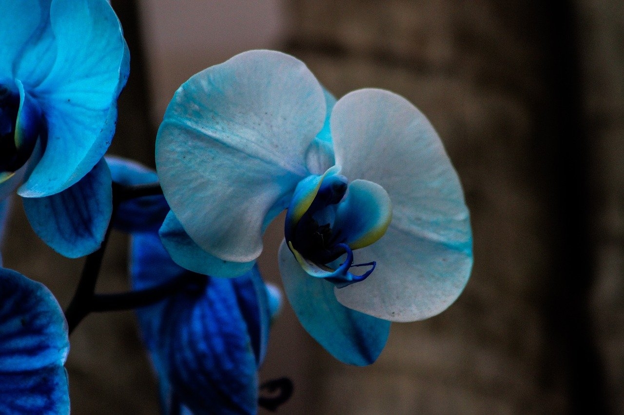 Após a floração, algumas orquídeas entram em um período de dormência e requerem menos água e fertilizantes. Mantenha os cuidados básicos e seja paciente, pois pode levar alguns meses para que a planta floresça novamente Reprodução: Flipar