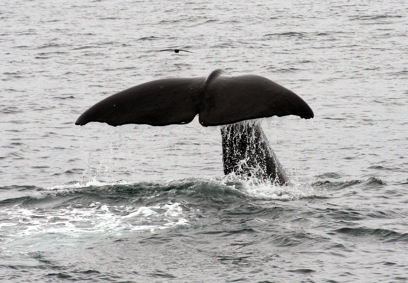 A baleia cachalote é um mamífero de origem ibérica que habita oceanos do mundo inteiro. É o maior carnívoro do planeta. Os machos chegam a ter entre 15 e 20 metros. As fêmeas, de 12 a 14 metros. Eles pesam até 80 toneladas. Conseguem ficar até 50 minutos dentro da água sem subir à superfície para respirar e mergulham a até 1.000m de profundidade.  Reprodução: Flipar