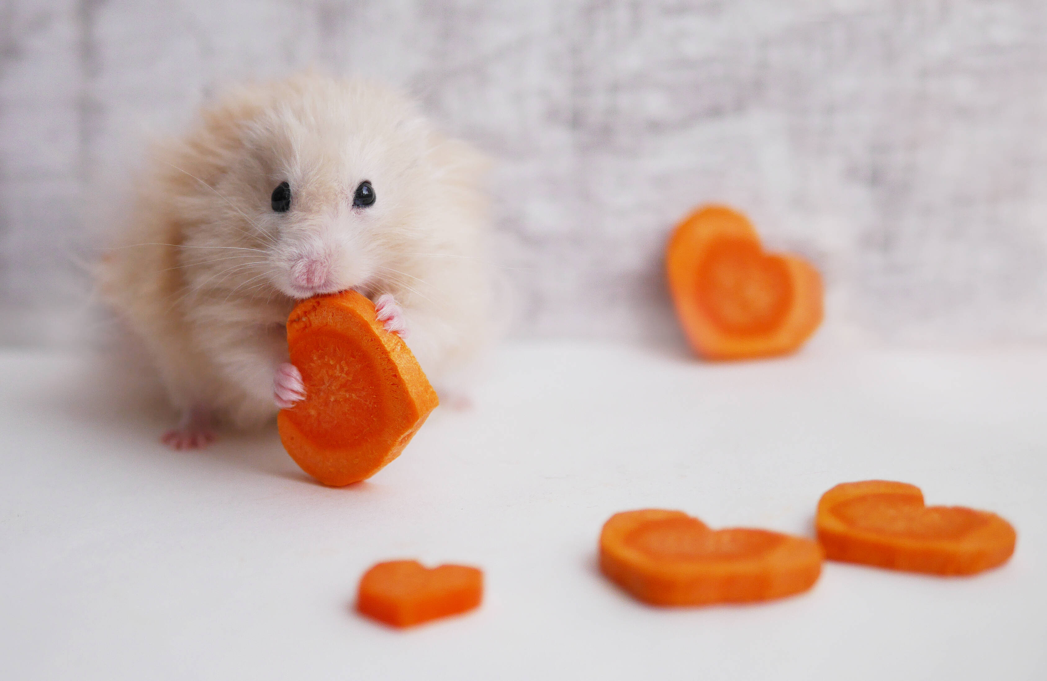 Hamster comendo cenoura. Foto: shutterstock 