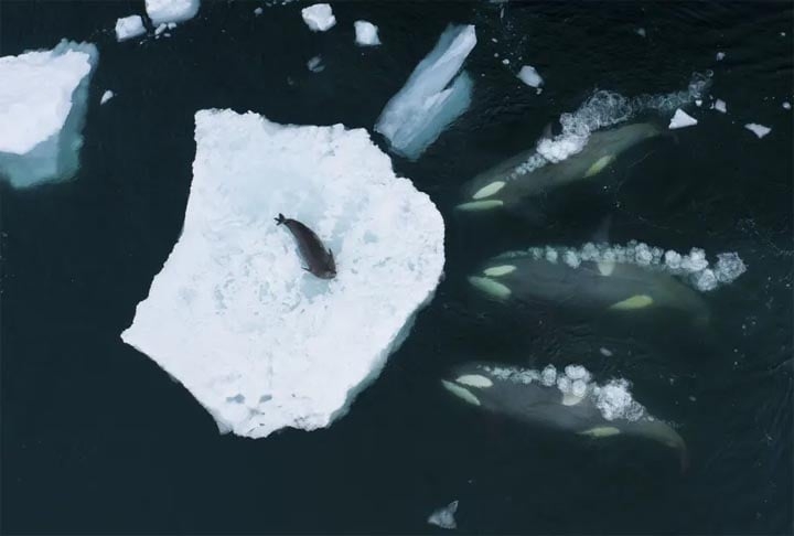 Categoria “Mamíferos” - Depois de enfrentar ventos fortes e condições congelantes, o fotógrafo britânico Bertie Gregory conseguiu registrar um grupo de orcas cercando uma foca, que estava sem saída em um pequeno pedaço de gelo.