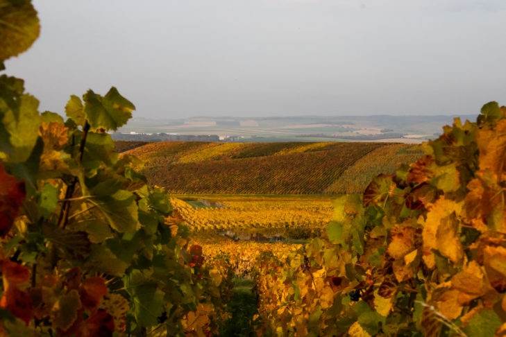 O Champanhe é um tipo específico de vinho espumante produzido na região de Champagne, no nordeste da França. Reprodução: Flipar
