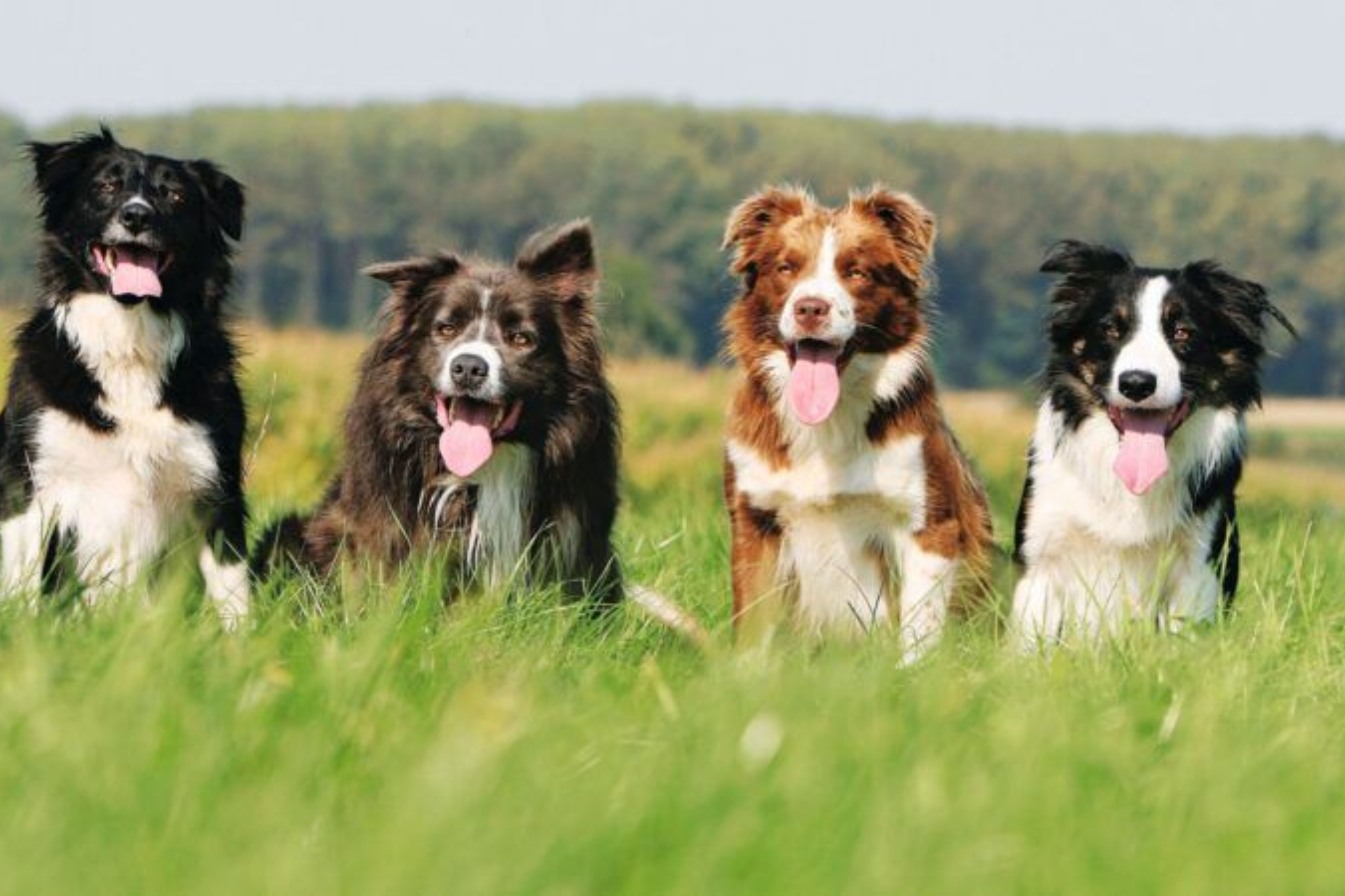 4º - Border Collie: considerada como a raça mais inteligente do mundo, são rápidos para aprender e obedecer comandos. São uma ótima escolha para ser cães-guia e cães de companhia. São  leais e cheios de energia, conseguindo exercer com perfeição a tarefa de guiar seu tutor. (Reprodução)