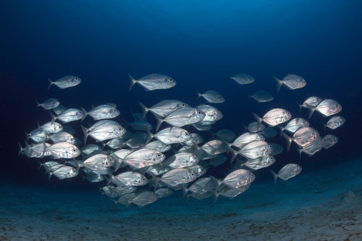 Sua alimentação é composta principalmente de peixes, como bacalhau, lula e arenque, e também de focas e baleias. Reprodução: Flipar