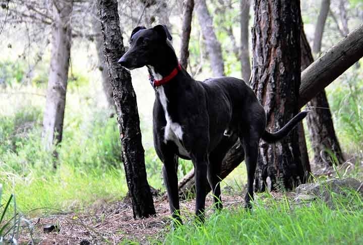 Por ser uma raça discreta e reservada, o galgo inglês (também conhecido por greyhoud) não late muito, fazendo pouco barulho. É, também, muito obediente. Reprodução: Flipar