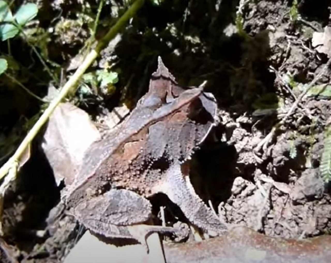 Sapo-Folha - Um animal muito inteligente nesses momentos. Isso porque ele sabe que sua forma e aparência lembra muito com as folhas secas. Por isso, conseguem se camuflar em vegetações mortas, com diversas folhas caídas no chão, se escondendo assim de possíveis predadores. Reprodução: Flipar