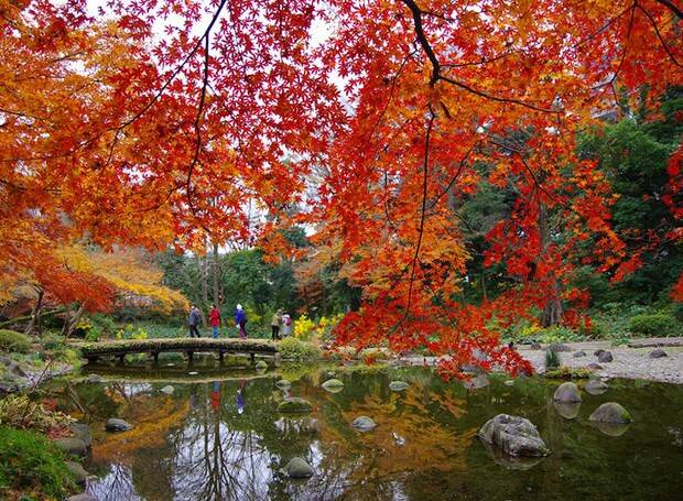 O Parque Korakuen impressiona por seu clima de tranquilidade, conferido pelos salgueiros coloridos e pelo paisagismo limpo. Foto: Pinterest