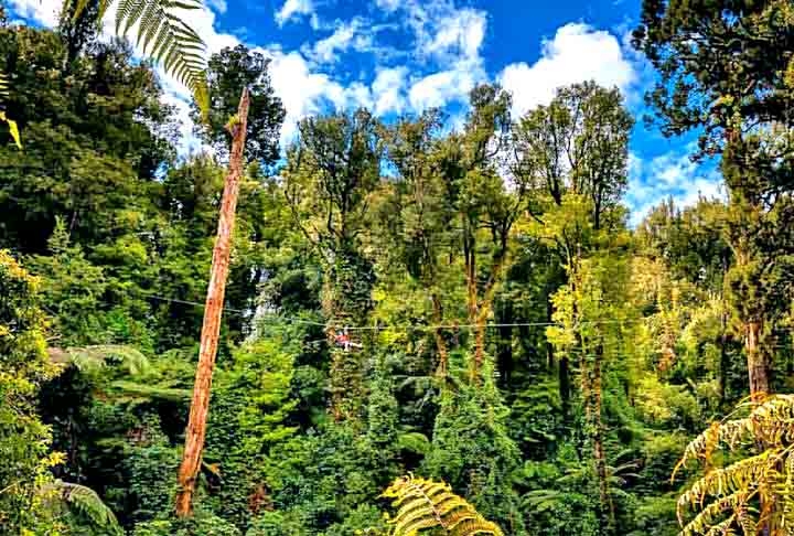 12º) Tirolesa na floresta, Nova Zelândia - Mantém o tipo de passeio, varia o cenário. Essa tirolesa na floresta centenária de Rotorua passa por cima das árvores, a uma altura de 22 metros!